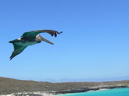 Pelikan auf Galapagos