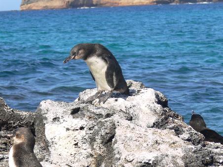 Kleiner Pinguin