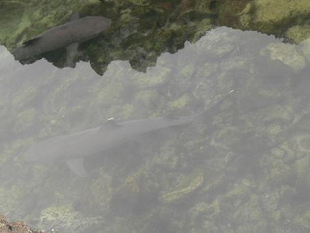 Haie in der Lagune von Isabella