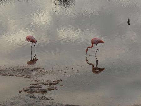 Flamingos in einer Lagune direkt an unserem Hostel auf Isabella