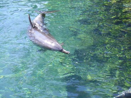 Delfin in Sea World