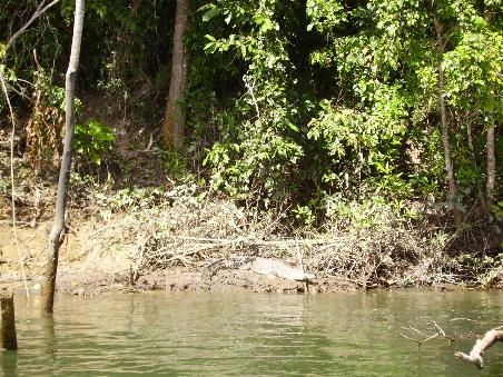 Krokodil ahoi! Leider wollte niemand in den Fluss springen... sonst hätten wir wohl mehr gesehen...