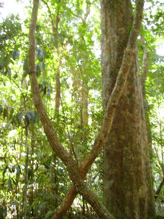 Cape Tribulation