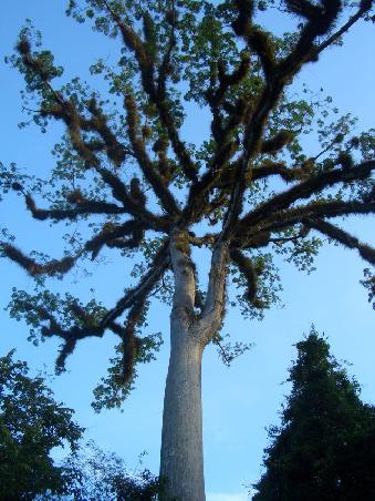 krasser Baum