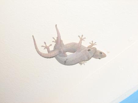 2 Lizzards an der Decke vor unserem Bungalow! Die musste man dann auch schonmal aus dem Zimmer jagen.