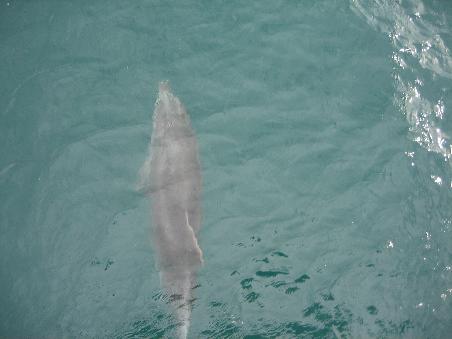 Ein Delphin (wie unschwer zu erkennen ist)