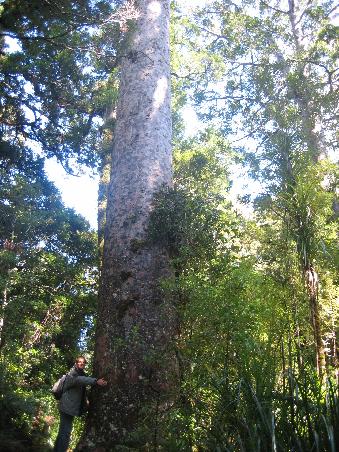 Kauri-Baum (mit Klein-Timur) im Waipoua Forest