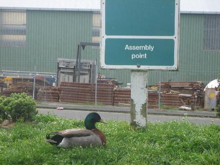 Enten-Treffpunkt (Assembly Point) neben unserem Campervan in Wellington