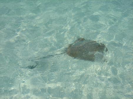 Ein Stachelrochen an Whitehaven Beach, ungefaehr zwei Meter von uns entfernt