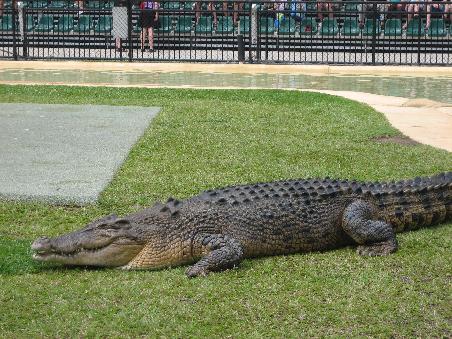 Big Croc "Graham"