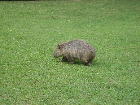 Ein Wombat beim Spaziergang