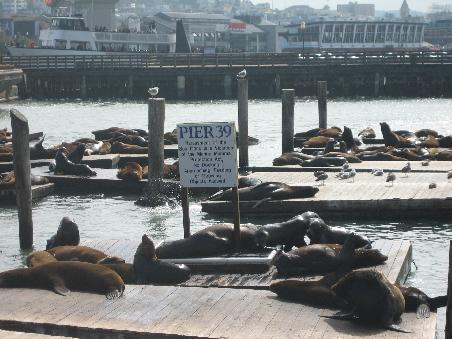 Relaxing Sealions!