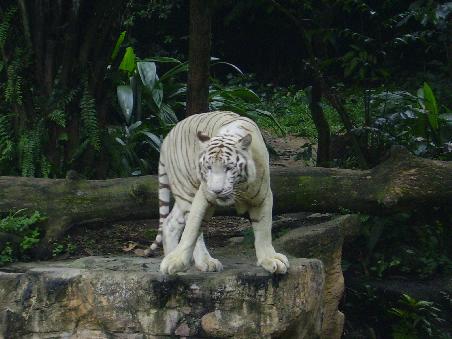 Einer der wenigen weissen Tiger, die es auf der Welt gibt!