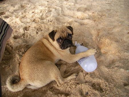 Der Hausmops Mak! Ist er nicht suess?