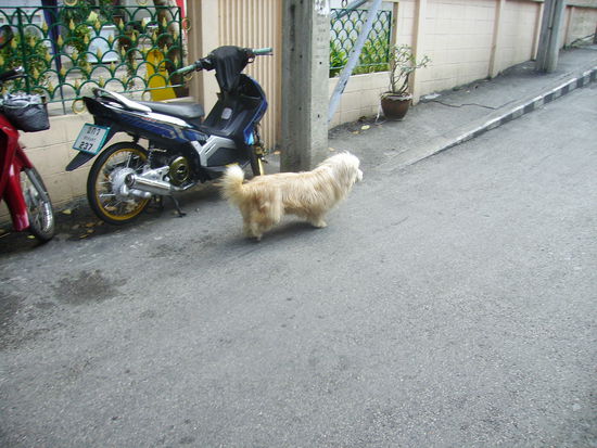 Einer der unzaehligen Inzuchthunde! Unglaublich haesslich die Viecher...