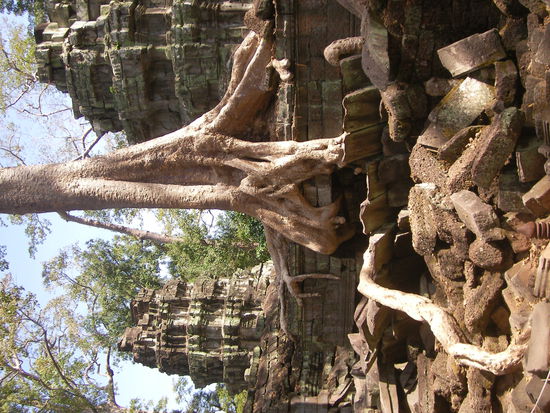 Tha Phrom Tempel... Hier wurde Tomb Raider gedreht!