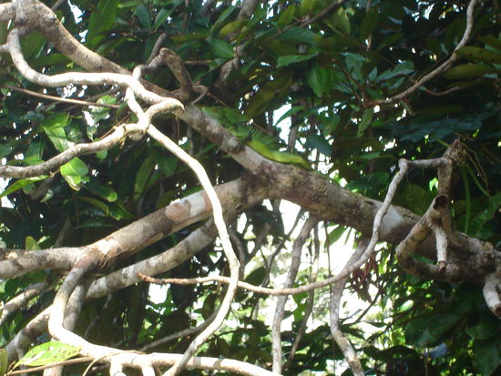 keine Ahnung wie das Tier heisst