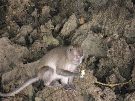 Monkey Bay