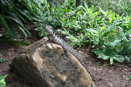 Sowas trifft man im Botanic Garden