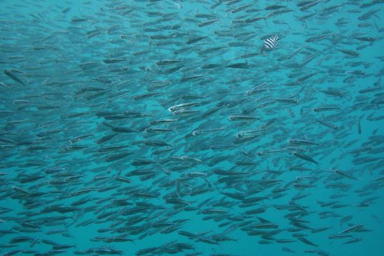 Fische gabs auch ein paar