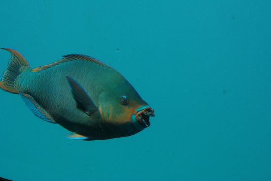 Britta war auch tauchen ;D *Aua*