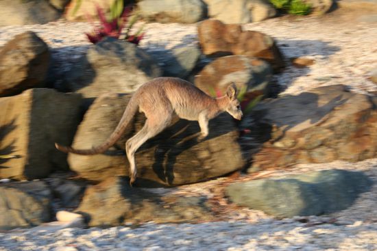 KEIN Kangaroo, sondern ein Wallabie