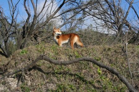 nochmal Dingo