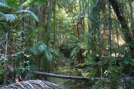 Wangoolba Creek