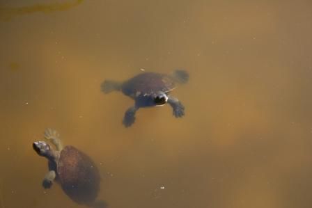 Ninja Turtles in klein
