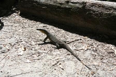 Goanna
