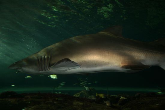 da haste deinen Hai, Sandra