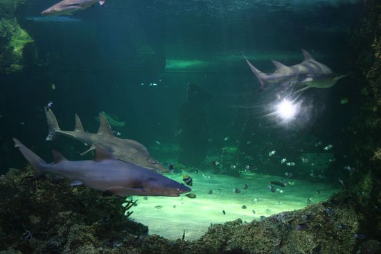 da hast du deine Haie Sandra ;D