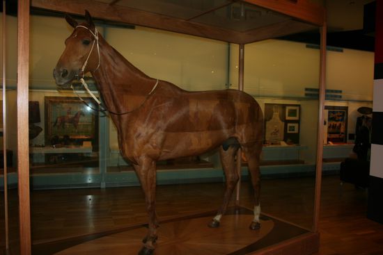 Phar Lap - ein Pferd als Nationalheld - komische Aussies