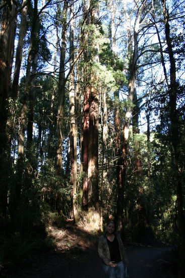 Otway National Park