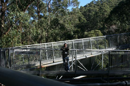auf dem Tree Top Walk