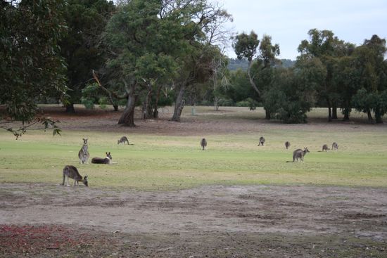 Golfplatz mit über 100 Känguruhs