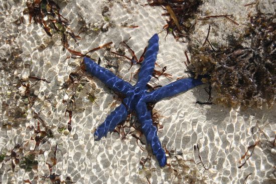 von denen gibts hier etliche