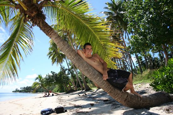 da hat die Palme aber nachgegeben