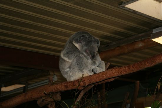 Ein Koala bei seiner Lieblingsbeschäftigung (20 Stunden am Tag)