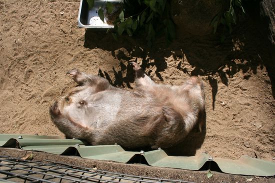wer wäre nicht gerne ein Wombat