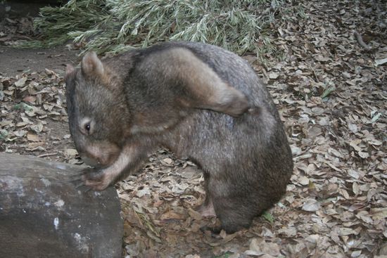 da kratzt er sich der Wombat
