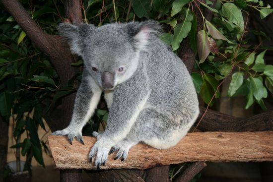 noch ein Koala