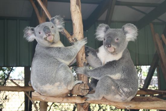 Koalas beim Posen