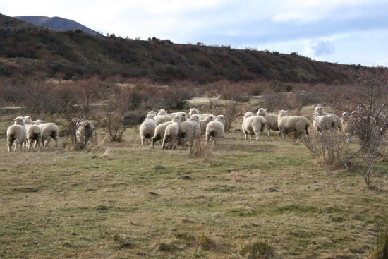 Schaafe auf der Flucht Folge 2