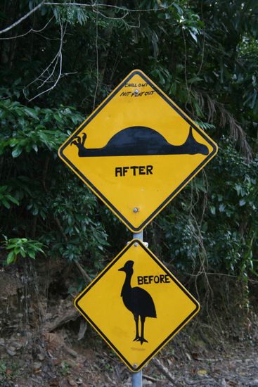 passt auf die Cassowaries auf ^^
