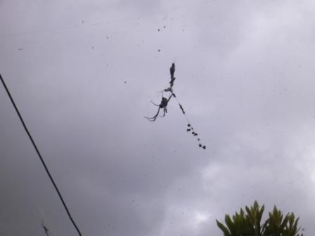 Izzie Bizzie Spider