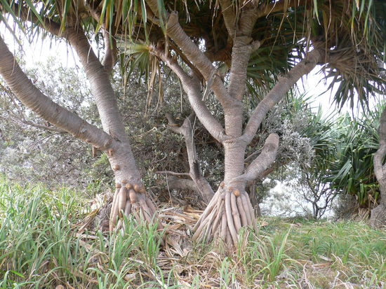 Baum in merkwürdiger Form ^^