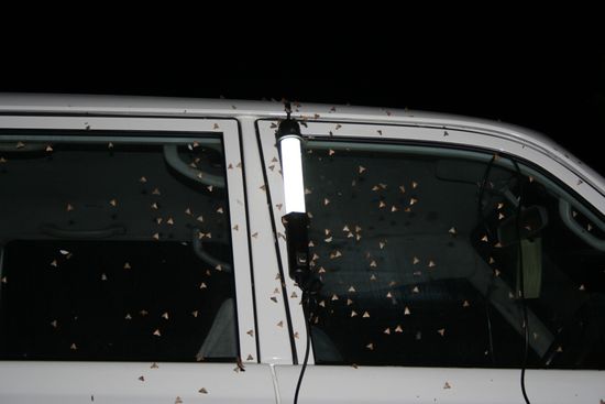 Zum Glück gabs keine Fliegen