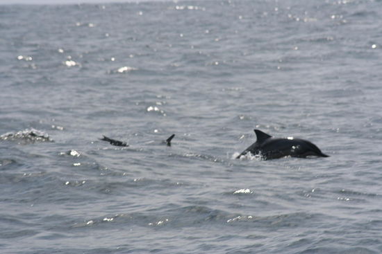 Da geht sie hin, die Hälfte der Whale-Watching Gebühr