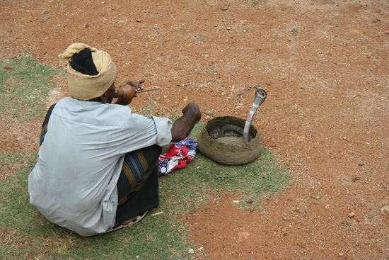 Einziger Schlangenbeschwörer ohne komplett zerbissene Hände...